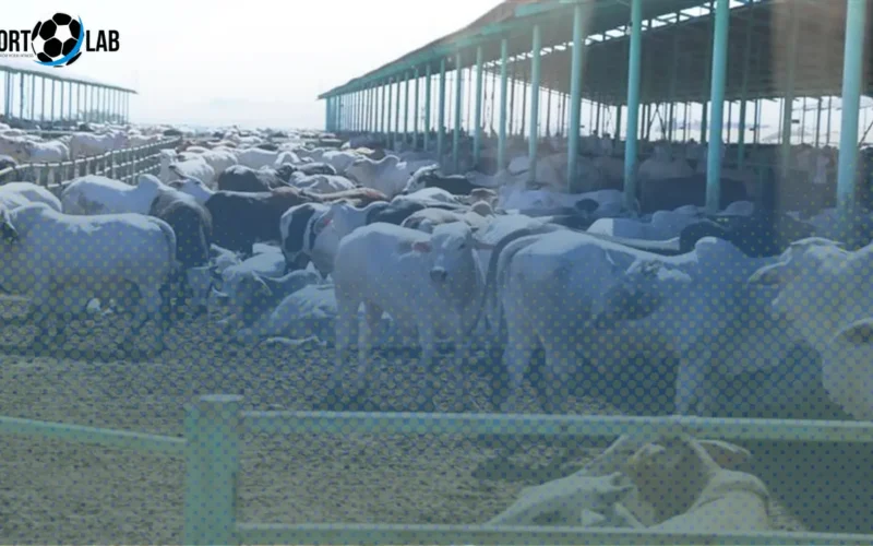 الحكومة تطرح فرصة استثمارية لراغبي إنشاء مشروع بدون رأس مال وربح مضمون